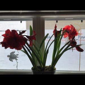 Meet your Posher, Leona